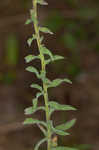 Appalachian blazing star